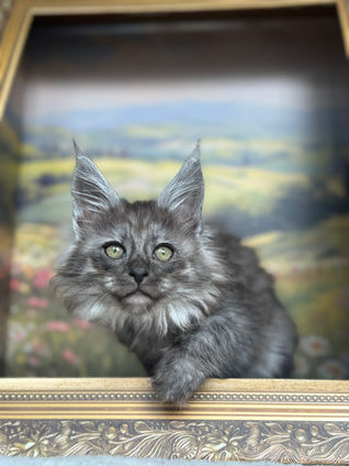 🪄 Maine Coon Les Aristocoons Hermione Black Smoke