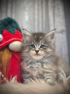 🎄 Maine Coon Les Aristocoons Grinch Blue Tabby