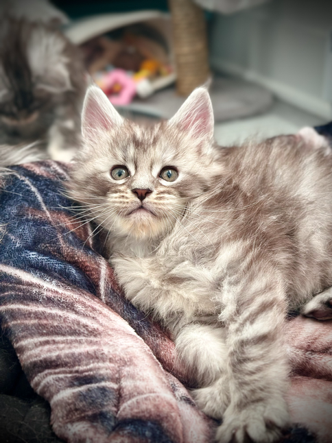 Radjah, 6-week-old Maine Coon