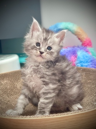 Shadow Maine Coon Black Silver Tabby - 5 semaines de vie 