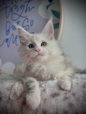Aladdin Chaton Maine Coon de 12 semaines 
