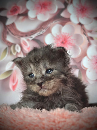 🪄 Maine Coon Les Aristocoons Bellatrix Black Smoke 