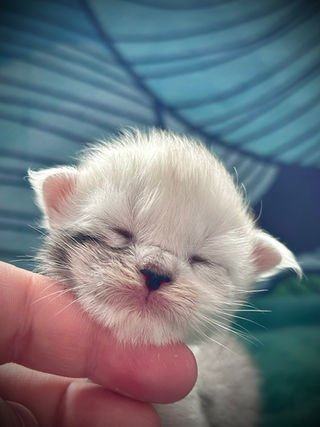 ๐ Maine Coon Les Aristocoons Blanche Black Silver Shaded & Blanc