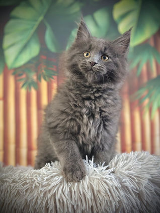 🎄 Maine Coon Les Aristocoons Max Blue Smoke