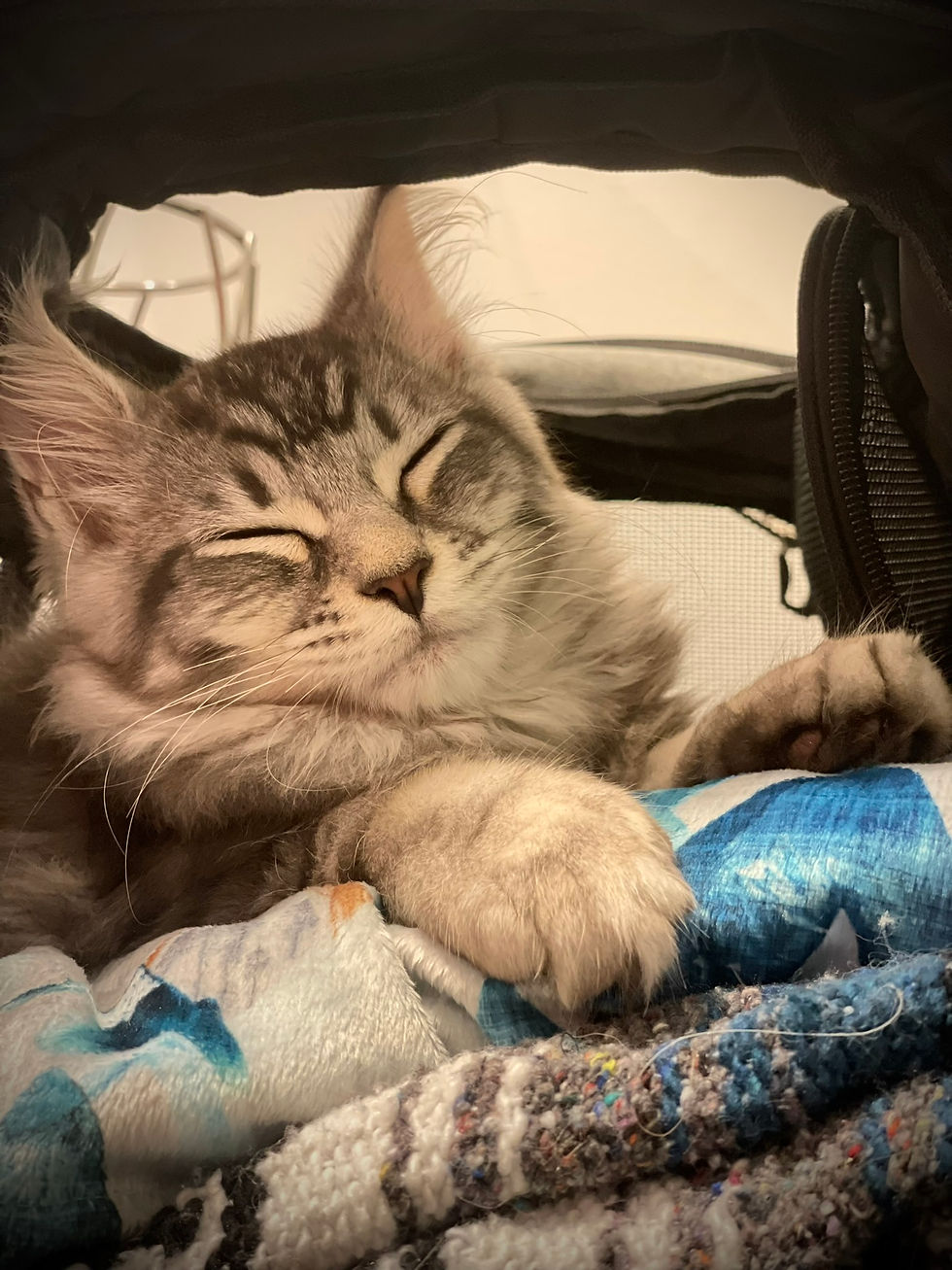 Loki Maine Coon Black Silver Classique Tabby avec sa couverture dans son transporteur 