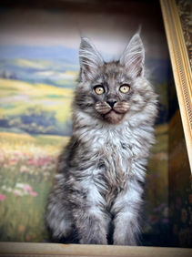 🪄 Maine Coon Les Aristocoons Bellatrix Black Smoke