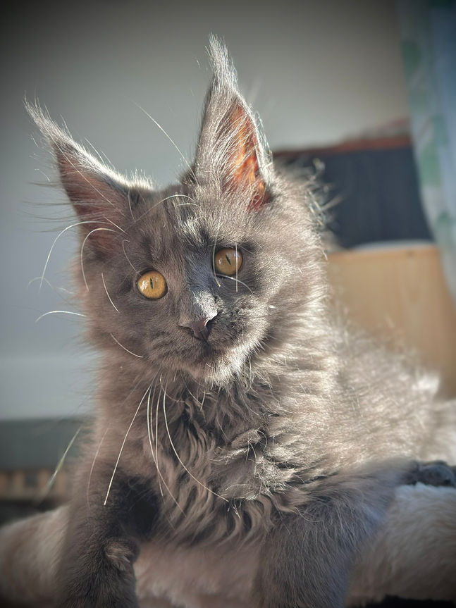 🎄 Maine Coon Les Aristocoons Cindy Lou Blue Smoke