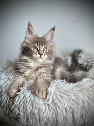 Stitch, a blue silver ticked tabby polydactyl Maine Coon kitten, is 10 weeks old.