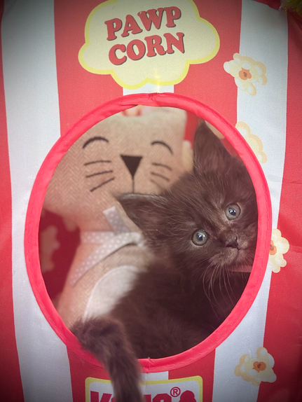 Hawaii Chaton Maine Coon de 8 semaines