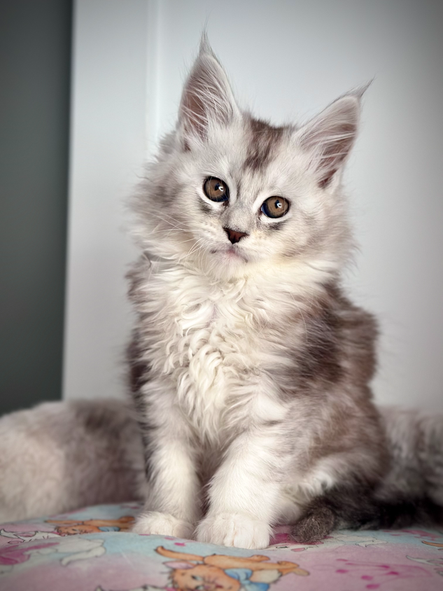 Maine coon Nala - 9 semaines 