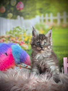 🪄 Maine Coon Les Aristocoons Bellatrix Black Smoke