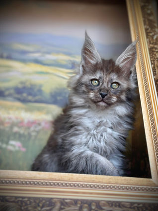🪄 Maine Coon Les Aristocoons Hermione Black Smoke