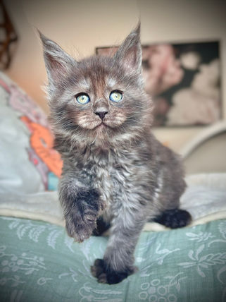 🪄 Maine Coon Les Aristocoons Harry Potter Black Smoke Polydactyle