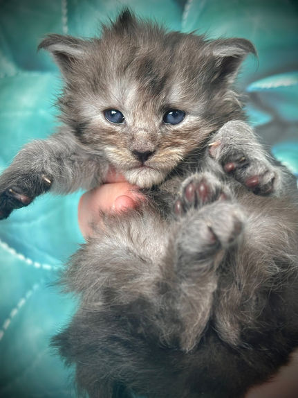 🪄 Maine Coon Les Aristocoons Narcissa Black Smoke 