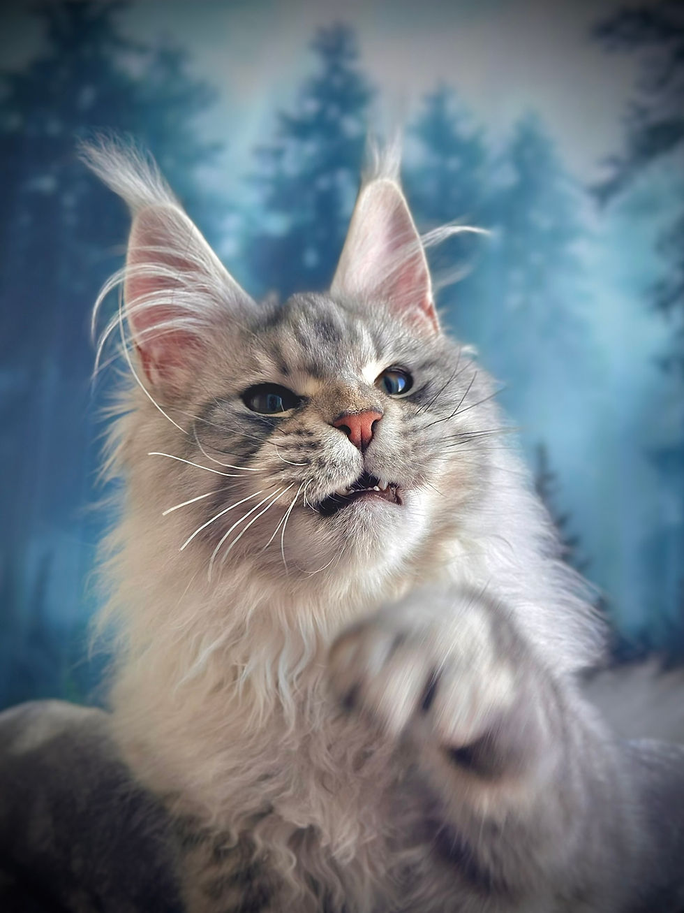 Aslan Maine Coon Black Silver Mackerel Tabby qui adore jouer
