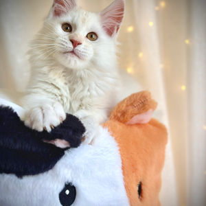 Les Aristocoons Simba 