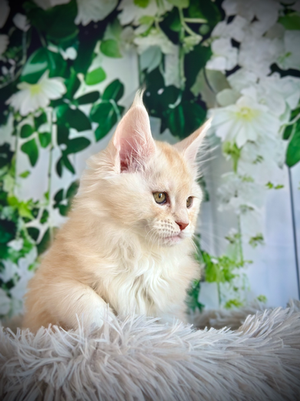 🌟Peter Pan Maine Coon Red Smoke - 10 semaines de vie