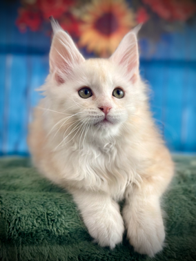 🌟Hook Maine Coon Red Smoke - 9 semaines de vie