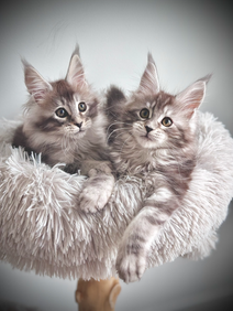 Ohana & Kawena Maine Coons Black Silver Tabby - 10-week-old kittens