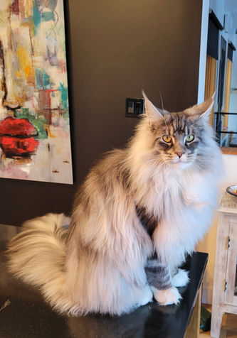 🧞‍♂️ Maine Coon Les Aristocoons Ali – Devenu Zack Black Silver Blotched Tabby & Blanc  