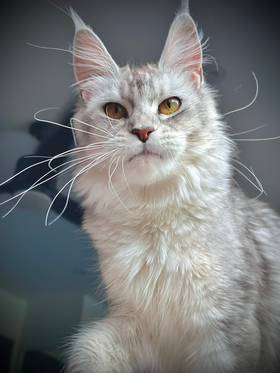 Nala Maine Coon Black Silver Ticked Tabby & Blanc, prête à affronter l'été! 