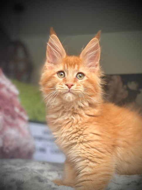 🪄 Maine Coon Les Aristocoons Arthur Weasley Red Solide Polydactyle