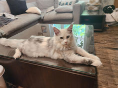 Floki (Aladdin) Maine Coon 5 mois et demi