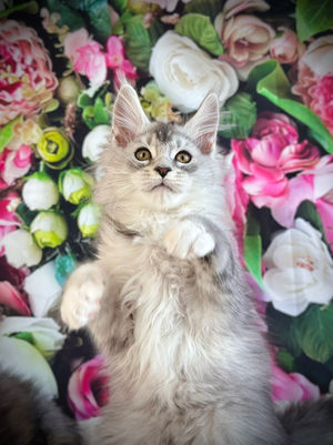 🌟 Maine Coon Les Aristocoons James Black Silver Ticked Tabby & Blanc