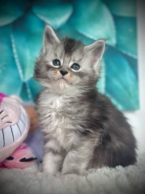 🌟 Sky Maine Coon Black Silver Ticked Tabby & Blanc   - 6 semaines de vie  