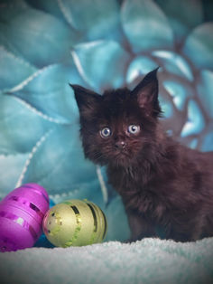 🪄 Maine Coon Les Aristocoons Minerva Black Solide Polydactyle