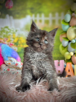 🪄 Maine Coon Les Aristocoons Harry Potter Black Smoke Polydactyle