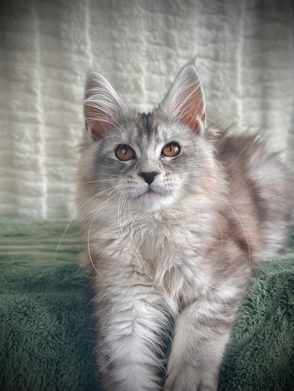 Sarabi Chat Maine Coon Black Silver Ticked Tabby