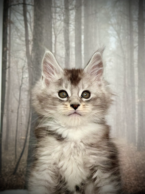 🌟James Maine Coon  Black Silver Ticked Tabby & Blanc - 8 semaines de vie