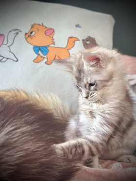 La vie des chatons de 12 semaines à la chatterie