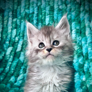 🌟 Sky Maine Coon Black Silver Ticked Tabby & Blanc  - 7 semaines de vie