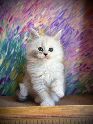 π Maine Coon Les Aristocoons Blanche Black Silver Shaded & Blanc