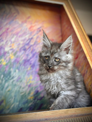 🪄 Maine Coon Les Aristocoons Bellatrix Black Smoke