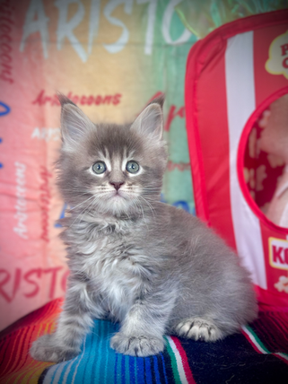 Stitch Chaton Maine Coon de 8 semaines 