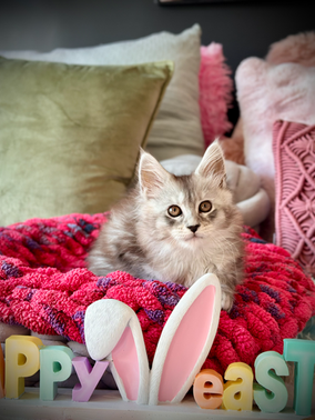 Maine coon Sarabi - 10 semaines