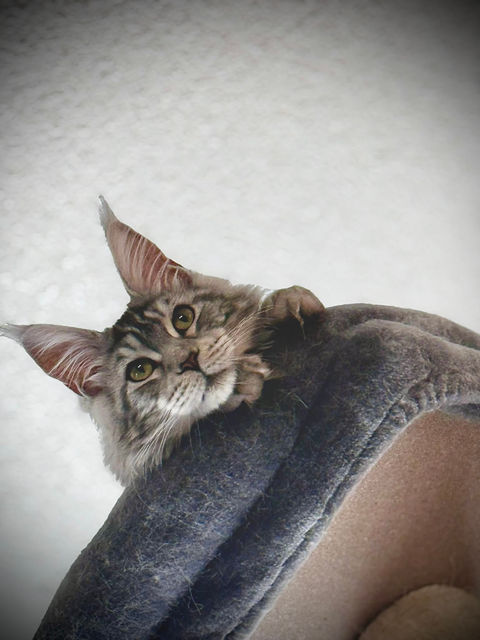 🏝️Maine coon Les Aristocoons Ohana – Devenue Céleste Black Silver Blotched Tabby