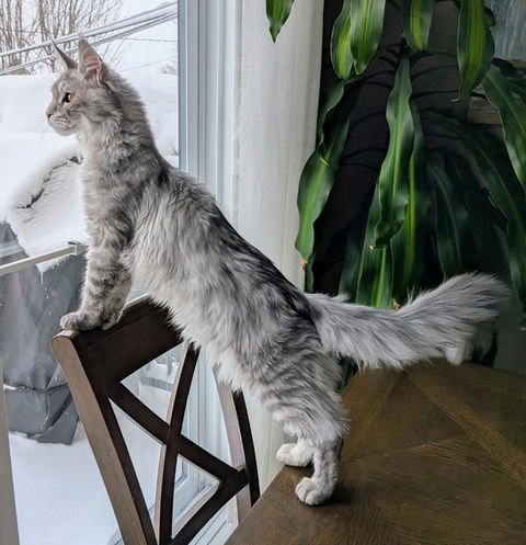 🌟 Maine Coon Les Aristocoons Shadow – Devenu Goliath