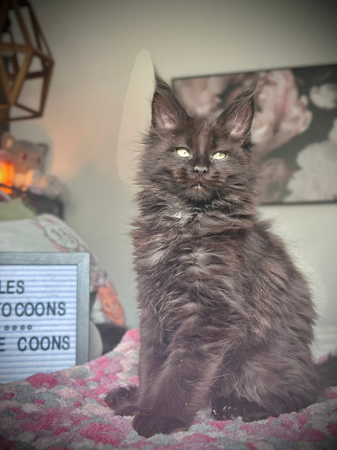 🪄 Maine Coon Les Aristocoons Minerva Black Solide Polydactyle