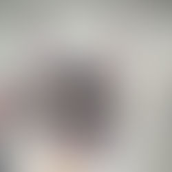 Abbie Maine Coon Black Smoke Tortie qui se demande pourquoi les chats aiment mastiquer