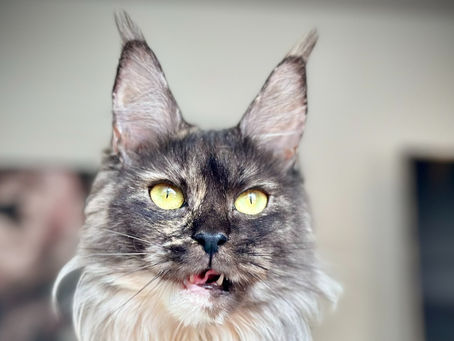 Abbie Maine Coon Black Smoke Tortie qui se demande pourquoi les chats aiment mastiquer