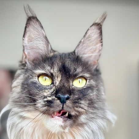 Abbie Maine Coon Black Smoke Tortie qui se demande pourquoi les chats aiment mastiquer