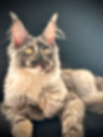 Abbie Maine coon Black smoke Tortie