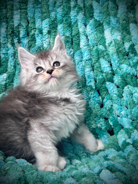 🌟 James Maine Coon Black Silver Ticked Tabby & White - 7 weeks old