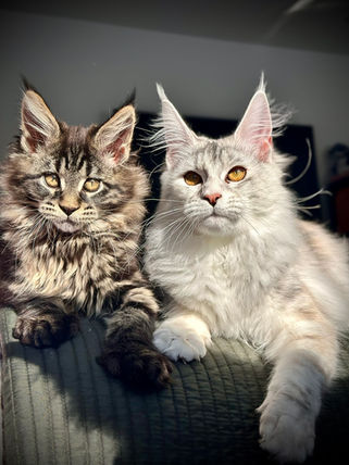 🎄 Maine Coon Les Aristocoons Chiara Lou Brown Classique Tabby – Polydactyle & Les Aristocoons Clochette Black Smoke Tortie 