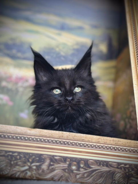 🪄 Maine Coon Les Aristocoons Minerva Black Solide Polydactyle