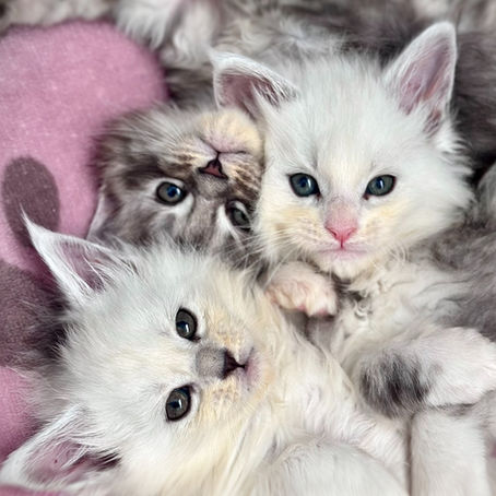 Les soins dentaires chez votre chat Maine Coon